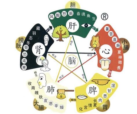 五行對應器官|保健知識｜中醫五行學說，對應人體器官